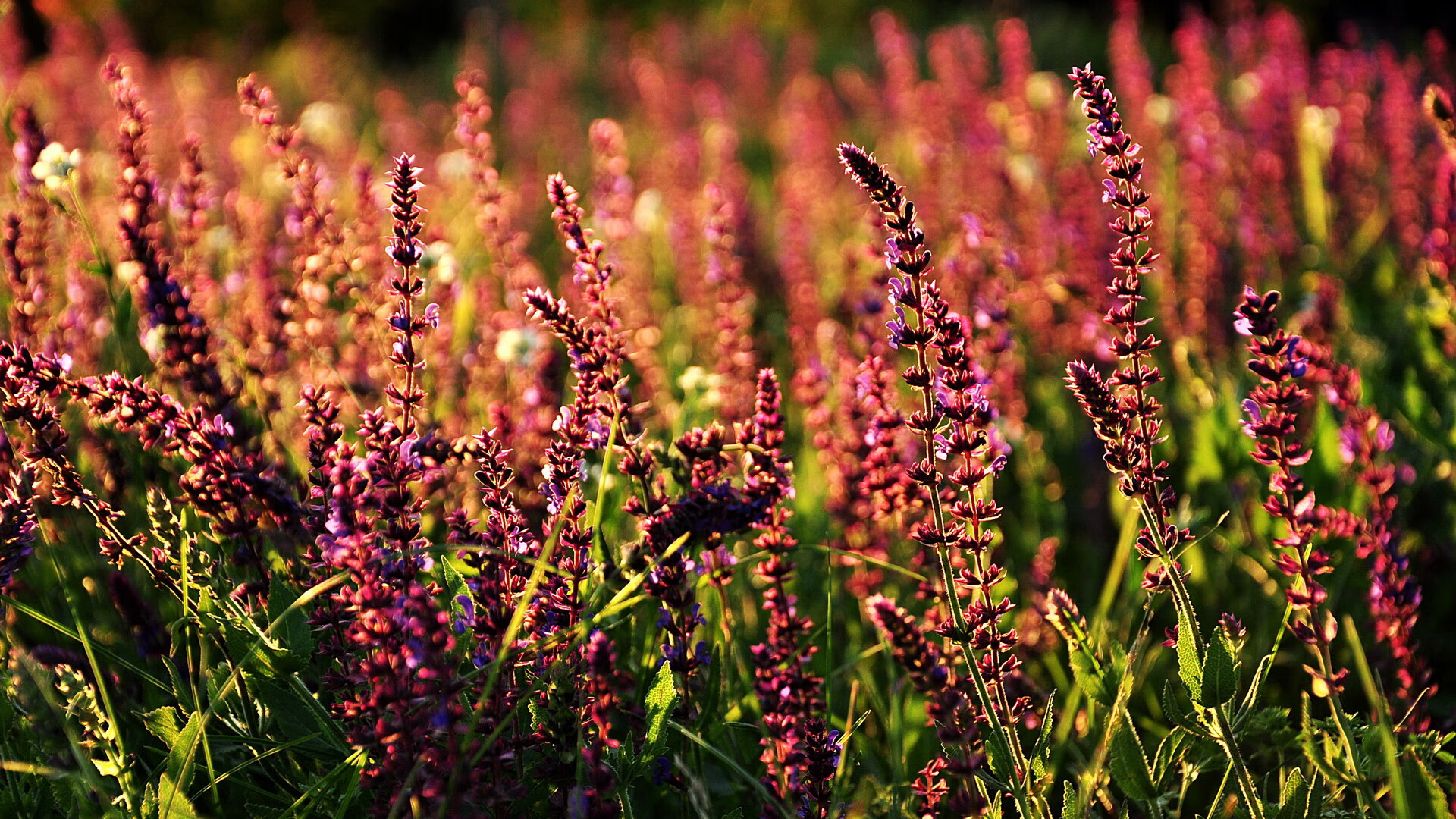 StarSky Sporting下载-克日什托夫决赛展现蝶泳实力，克日什托夫·索什斯基