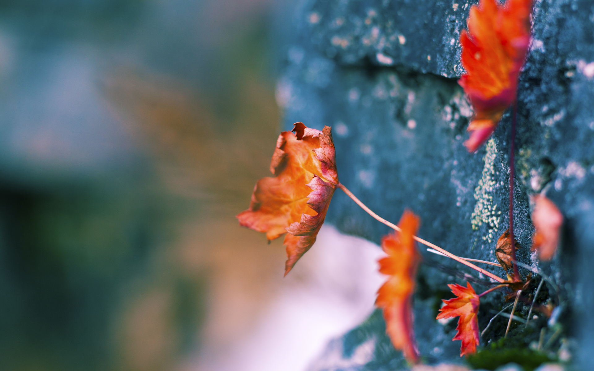 国际田径联合会发布最新竞赛标准，国际田径比赛项目